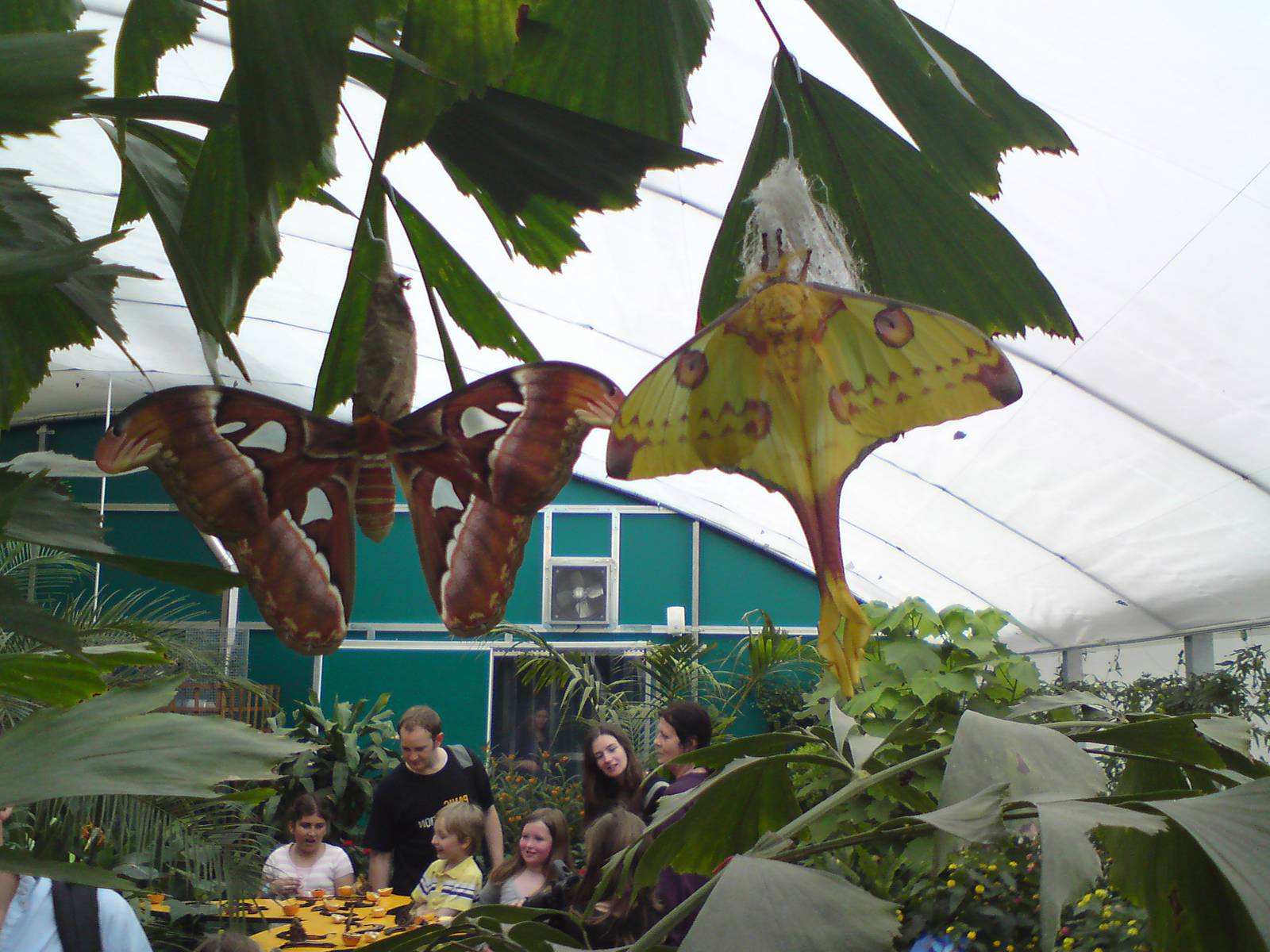 Butterfly Jungle, Natural History Museum