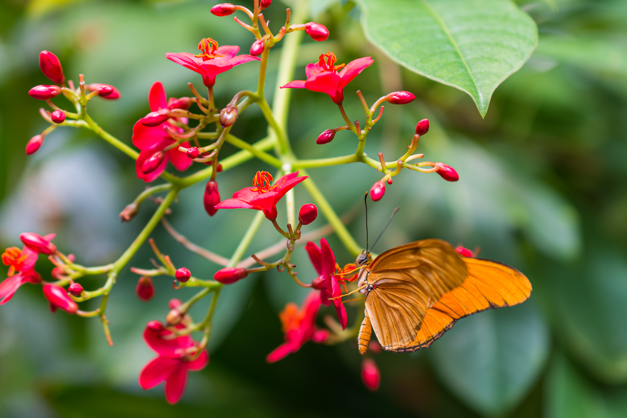 Butterfly Jungle Orange Julia