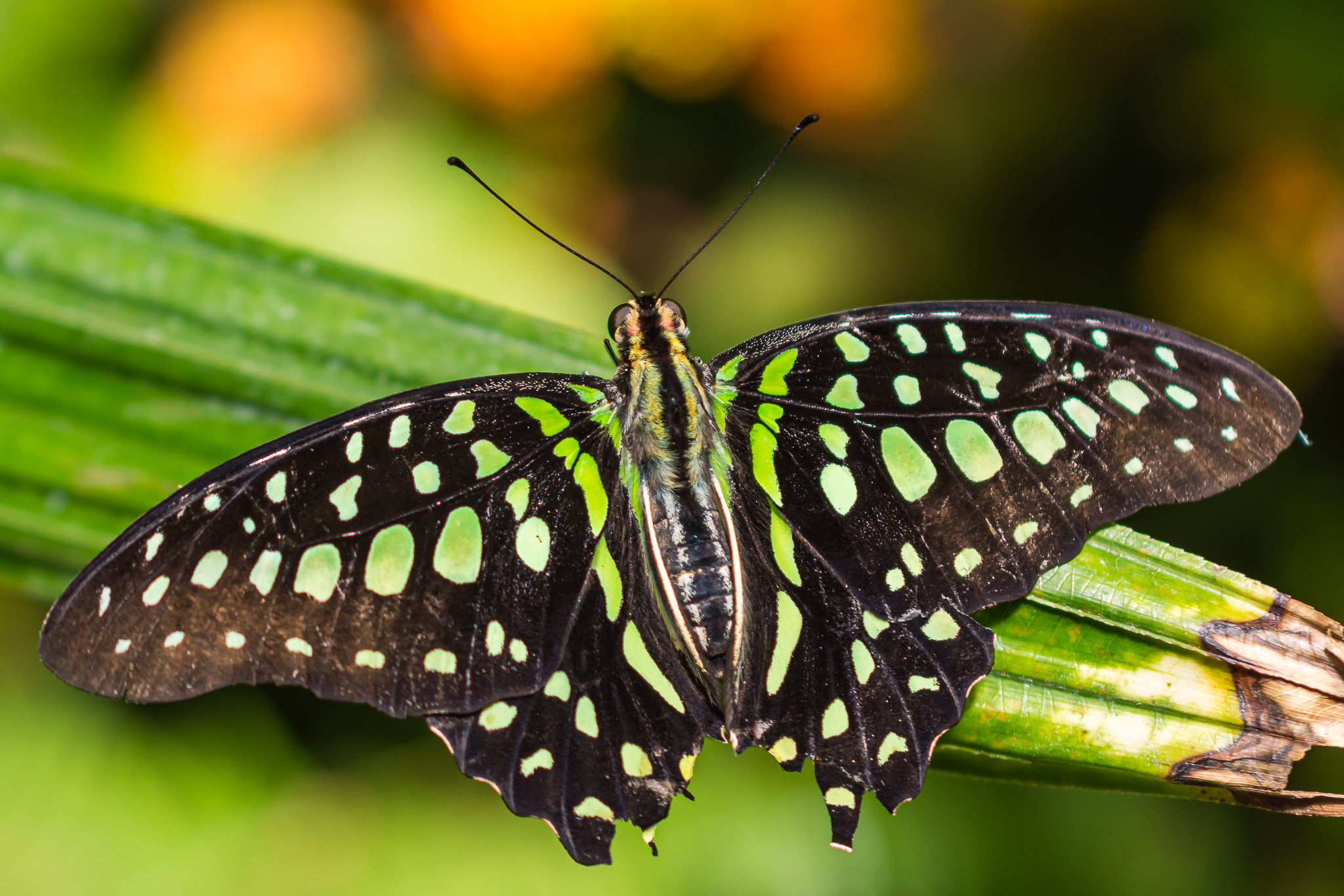 Butterfly Jungle Tailed Jay