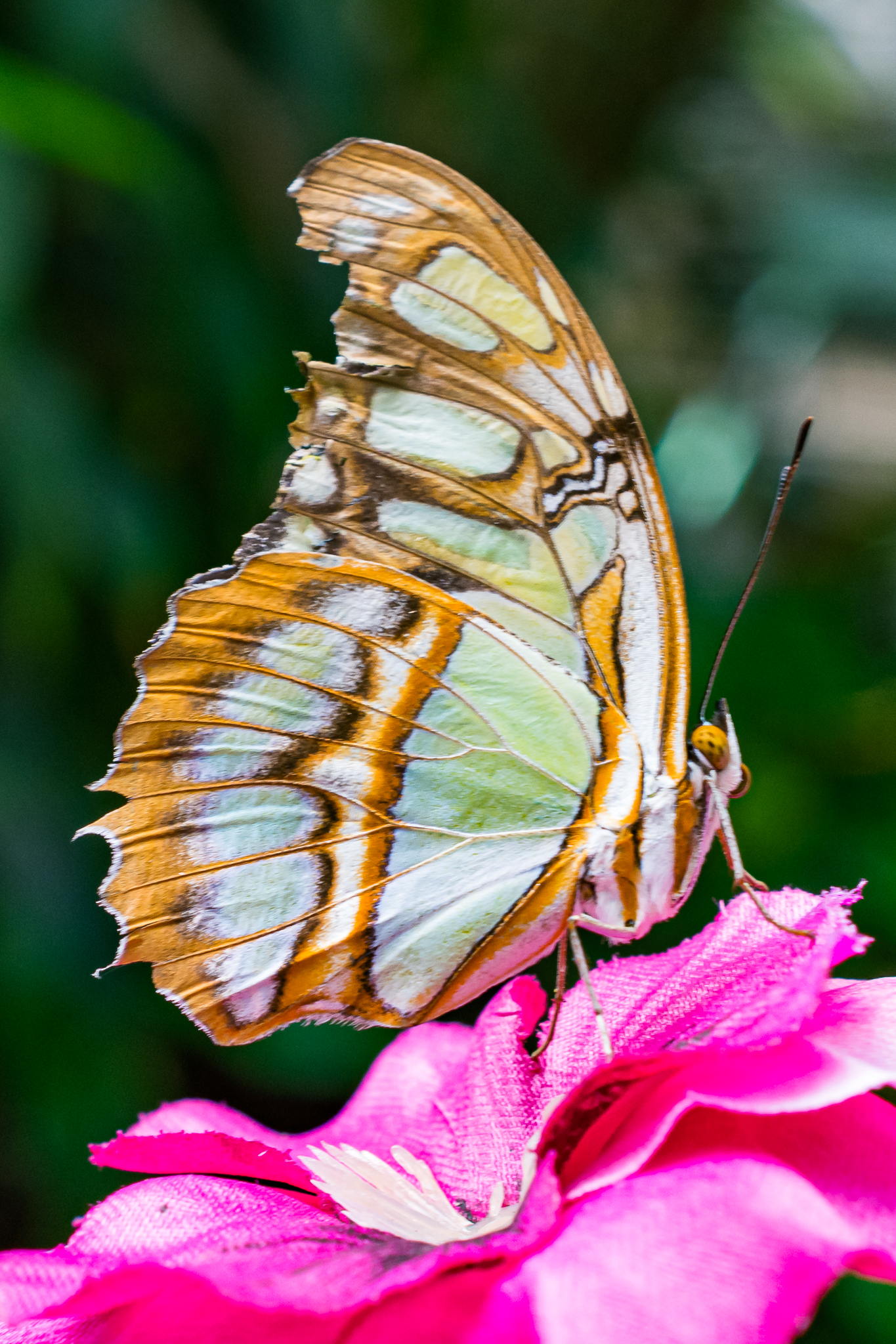 Butterfly Jungle