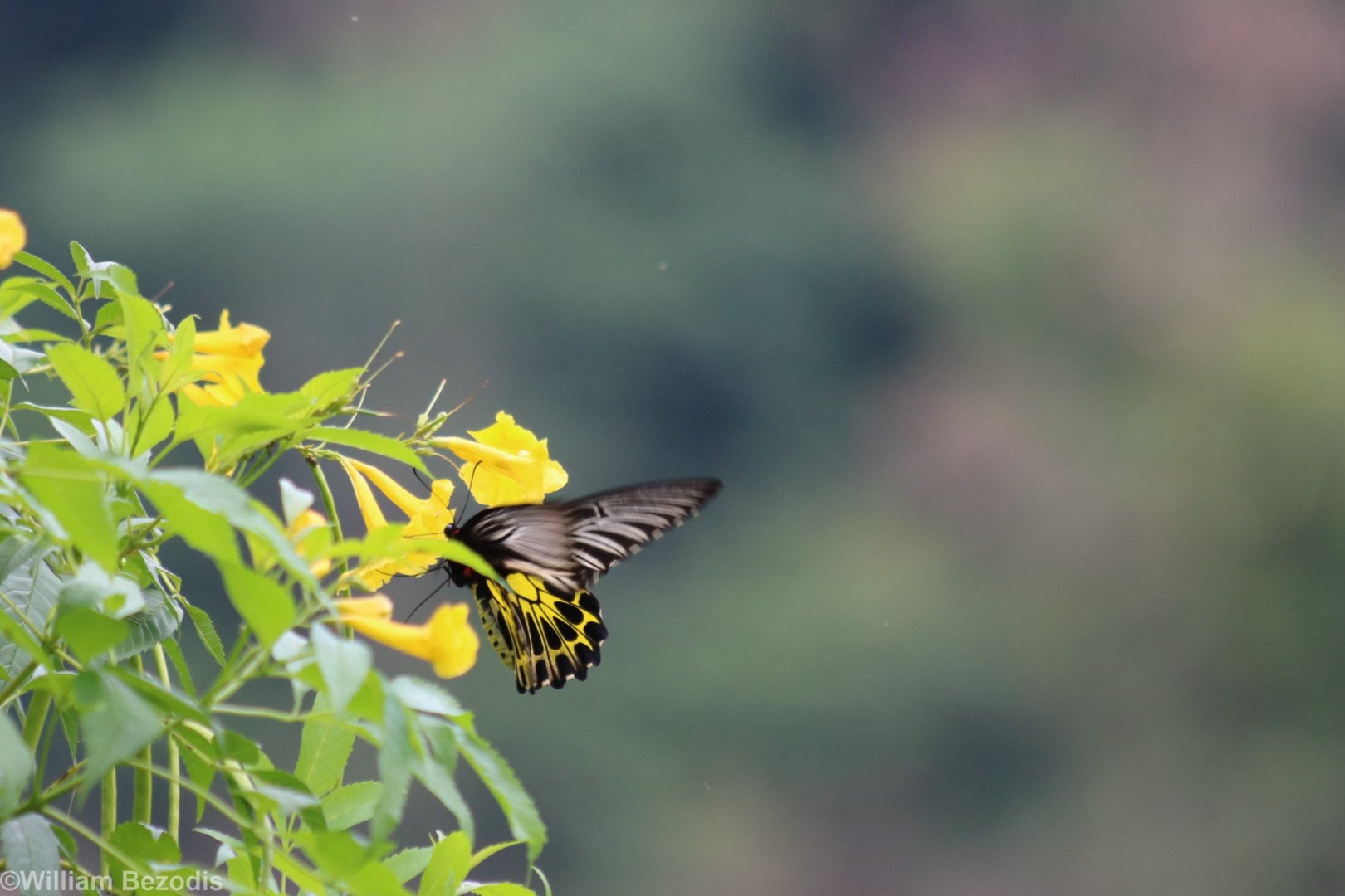 Butterfly - Kaeng Krachan National Park