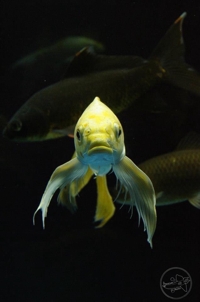Butterfly Koi (Cypirnus carpio var.flavipinnis)