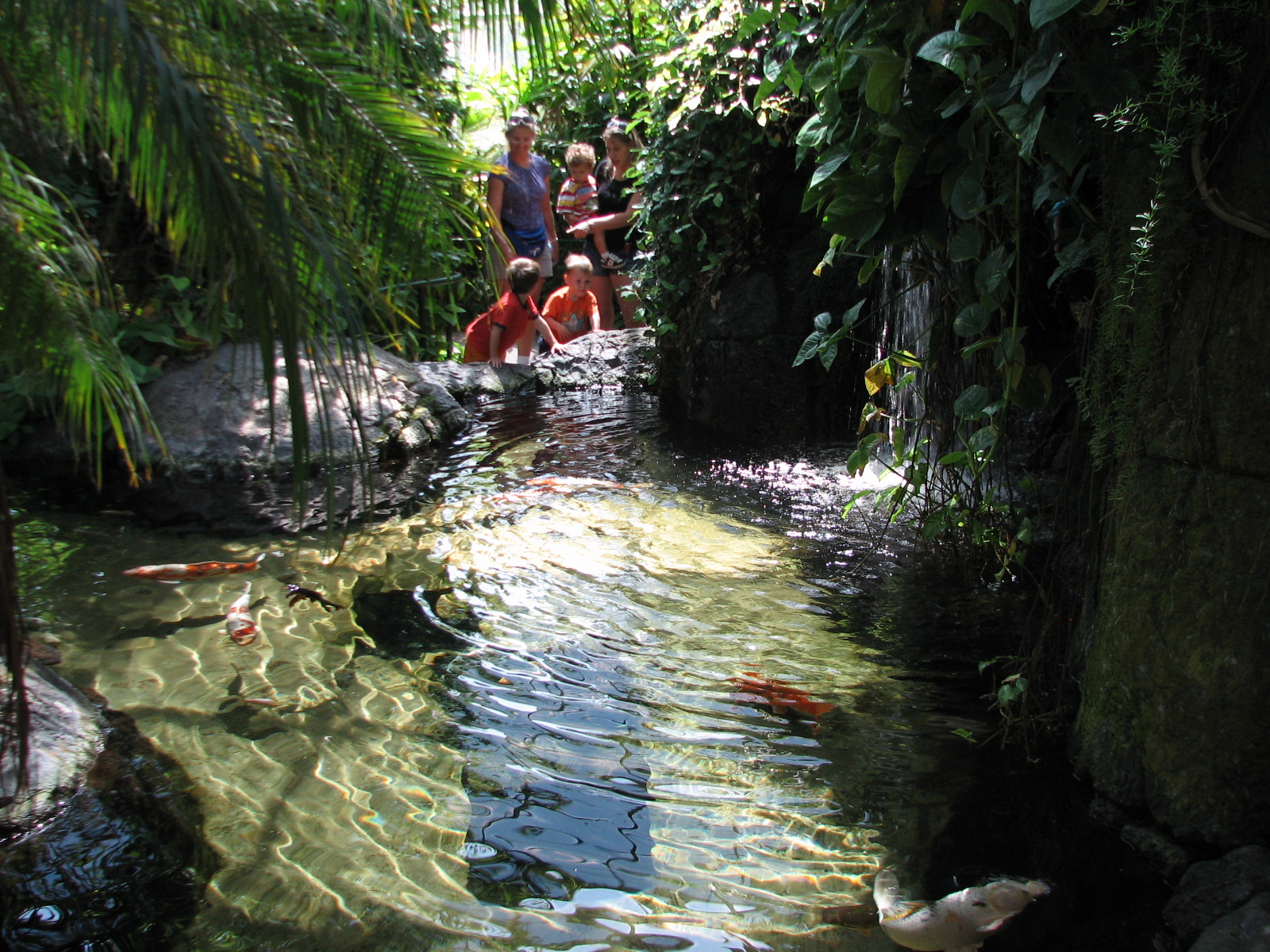 Butterfly - Koi Pond