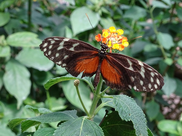 Butterfly (Krefeld Zoo)