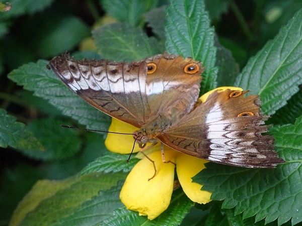 Butterfly (Krefeld Zoo)