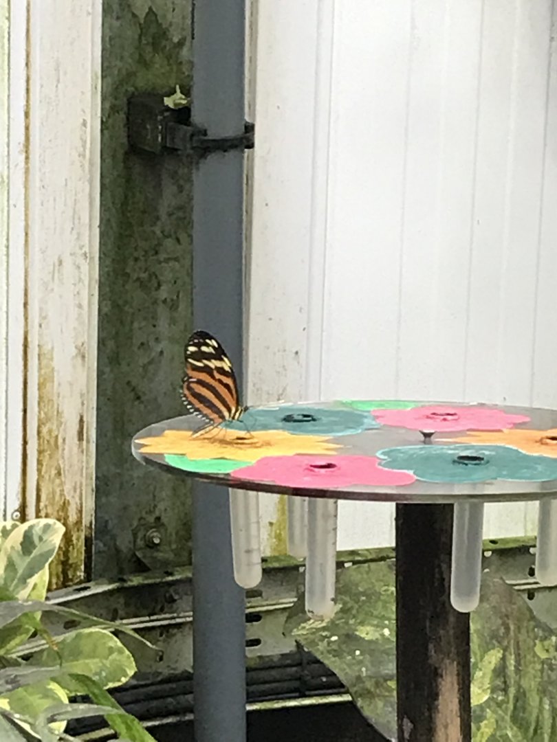 Butterfly @ Landmark forest adventure park