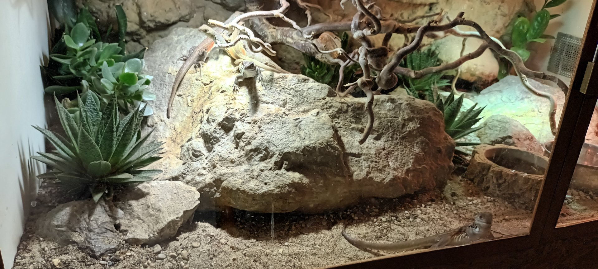 Butterfly Lizard Habitat