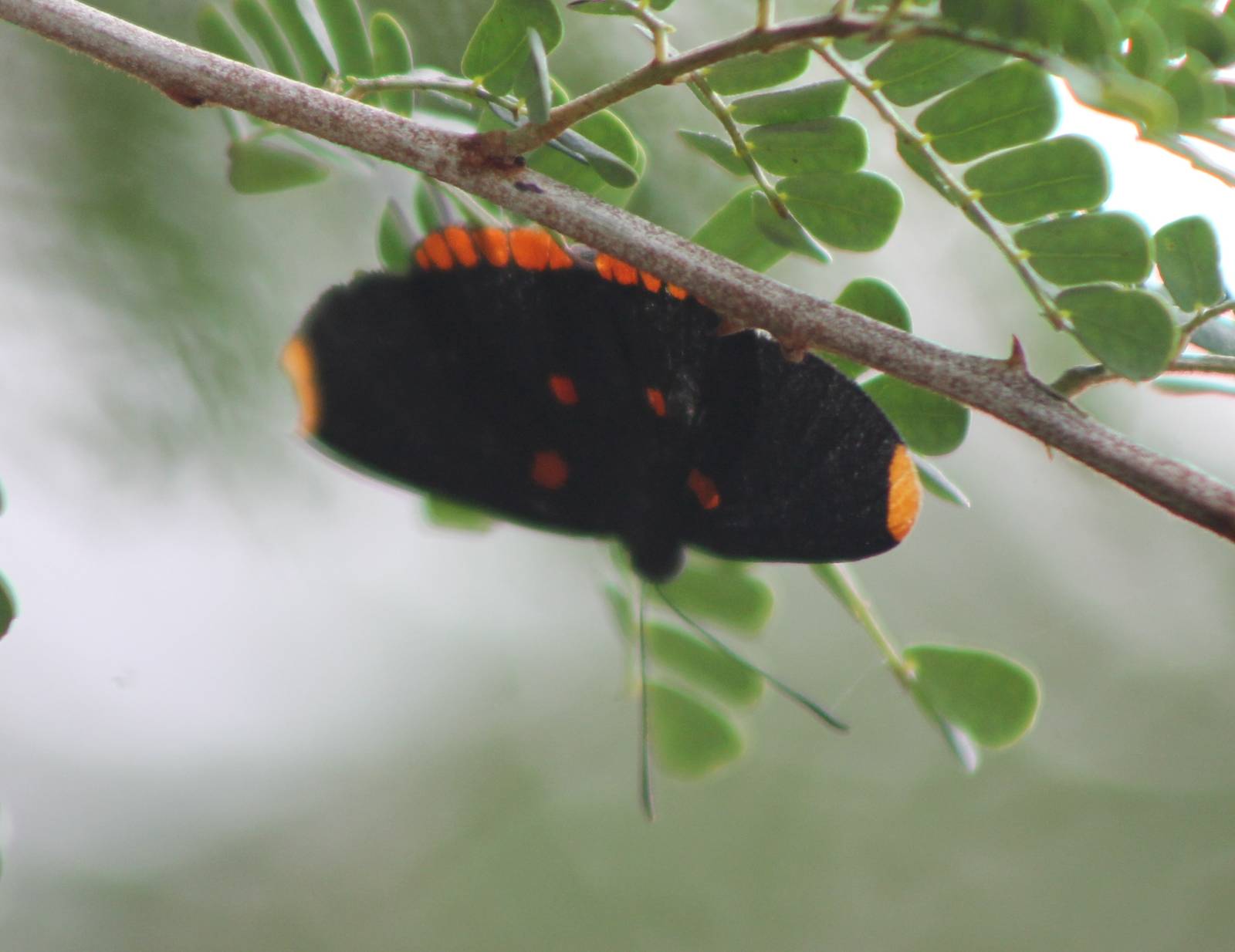 Butterfly Melanis pixe