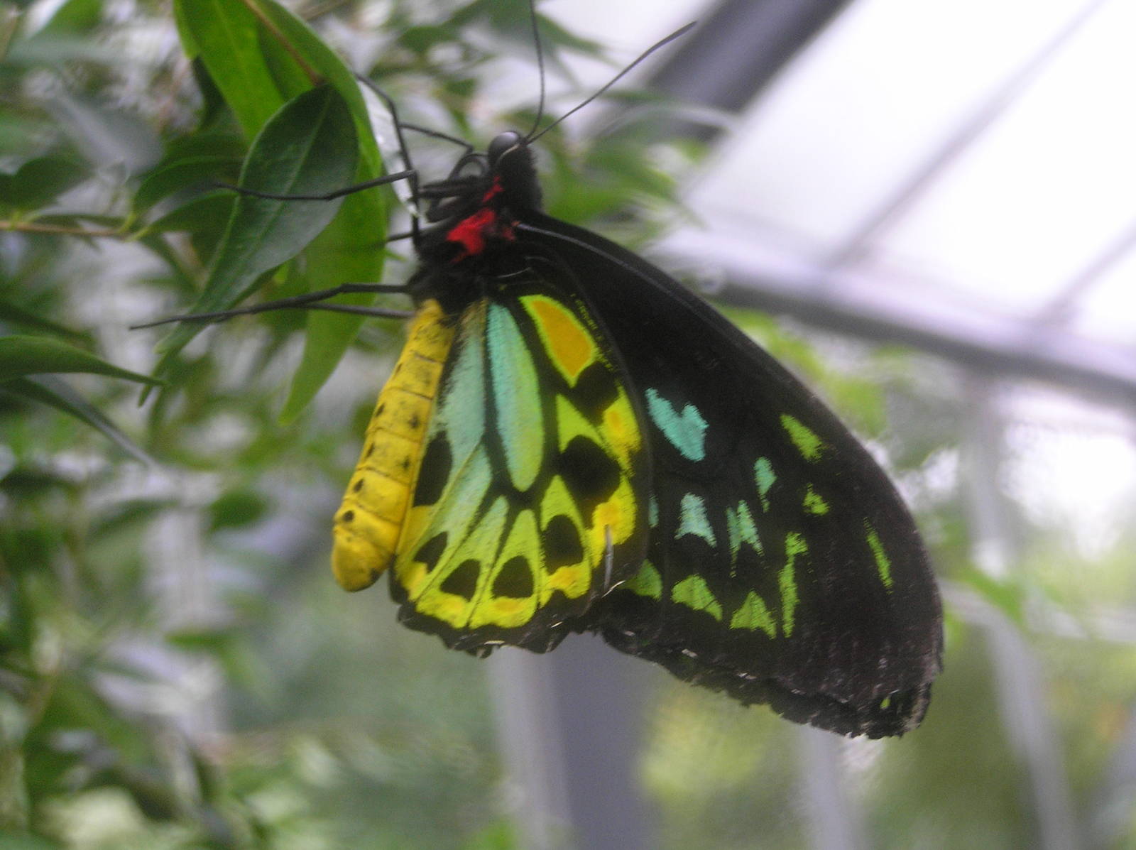 Butterfly -  Melbourne zoo 05