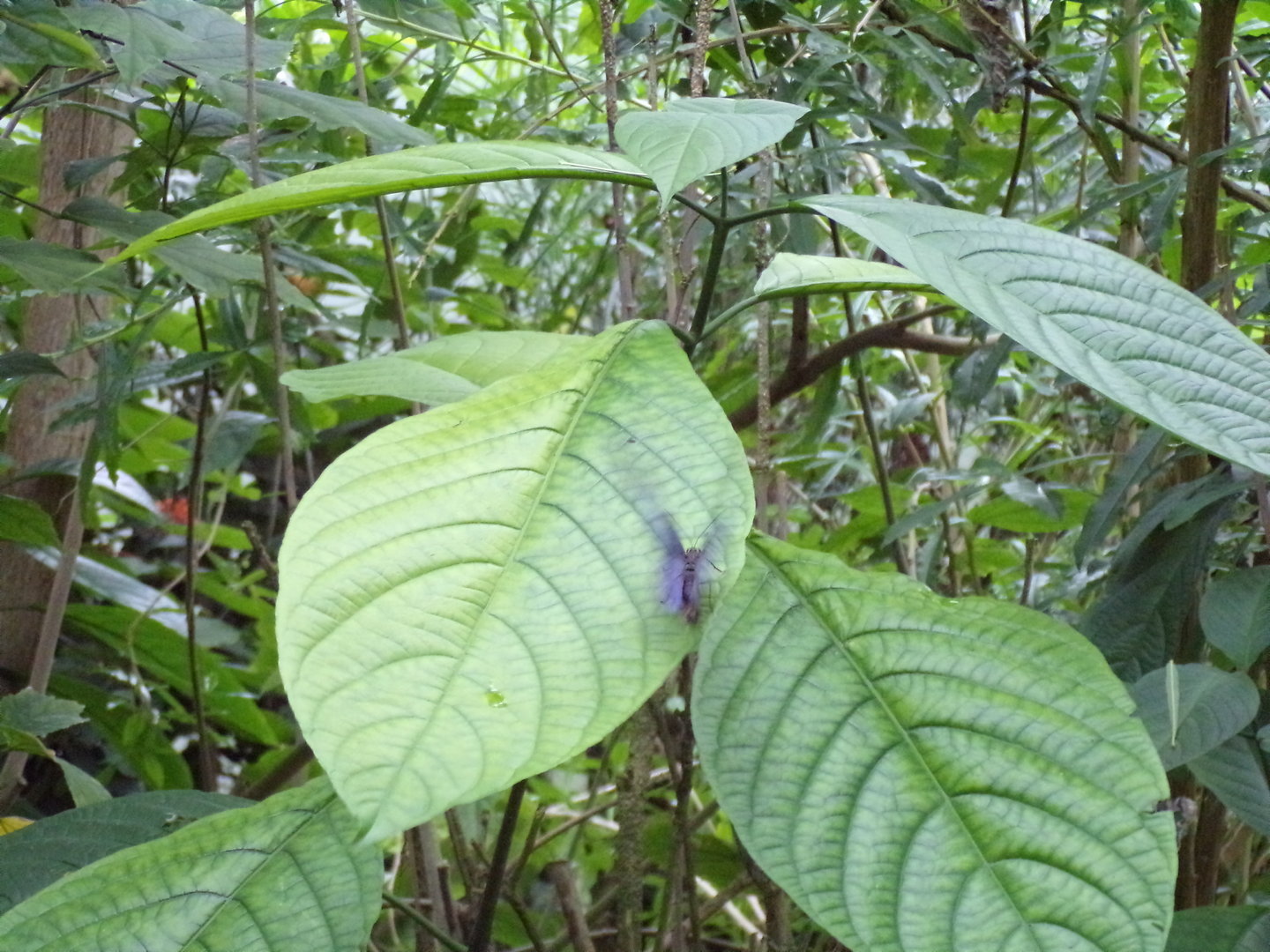 Butterfly mid-flight 6.7.23