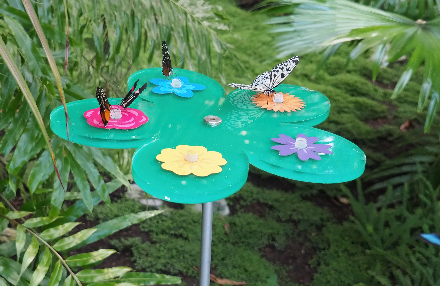 Butterfly nectar feeder with Tiger longwing, Red postman and Paper kite, 2022-08-16