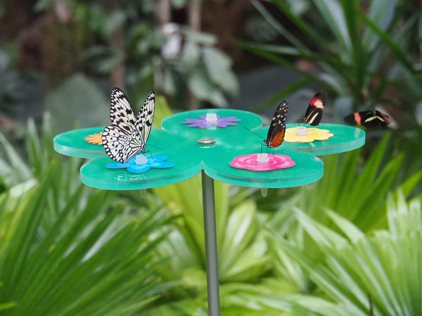 Butterfly nectar feeding platform