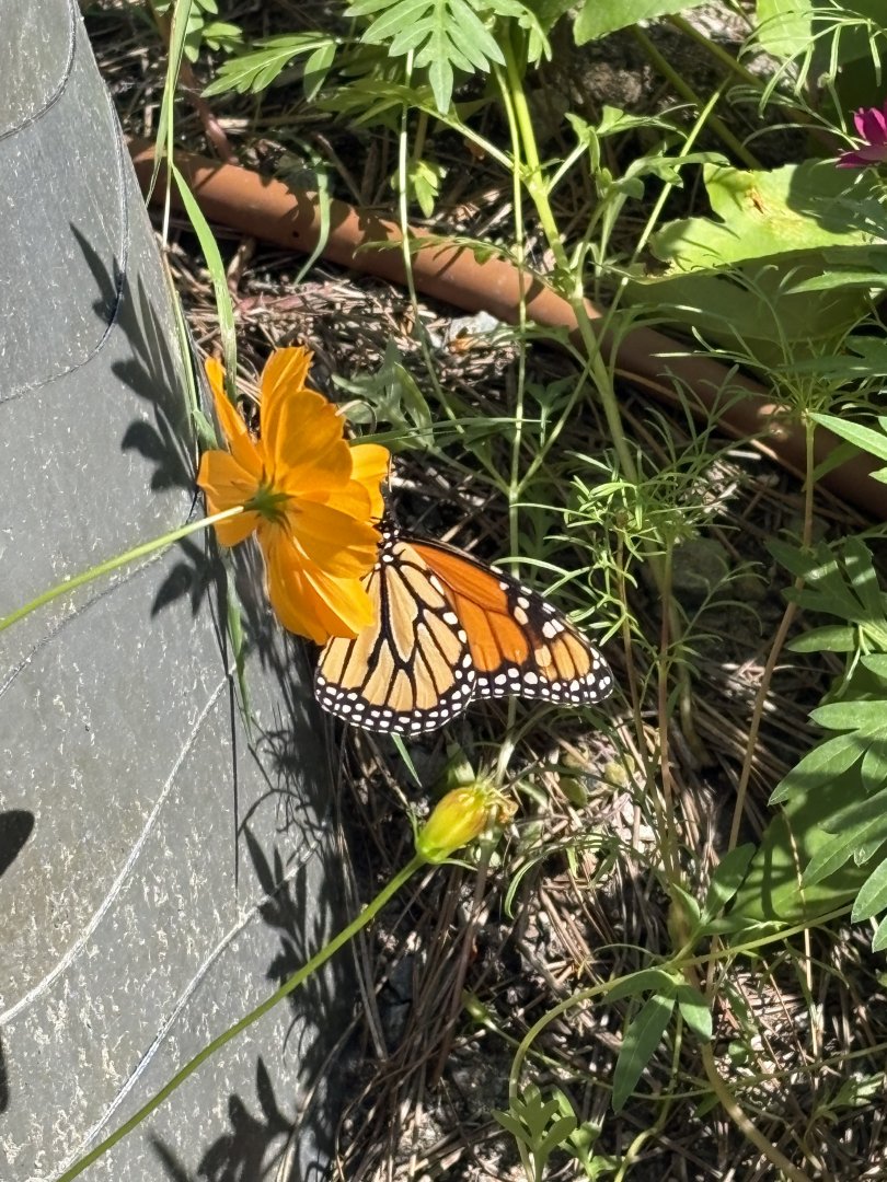 Butterfly Oasis - Monarch