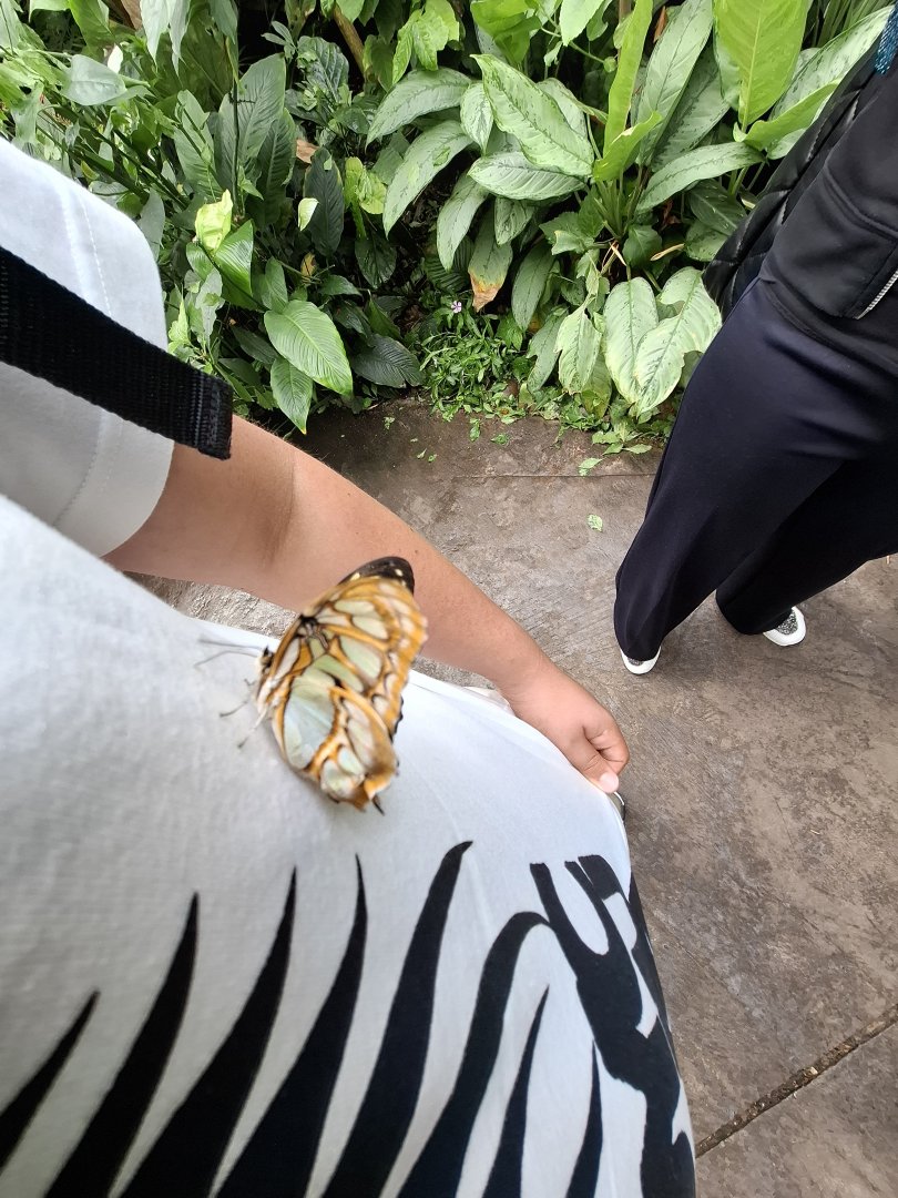 Butterfly on my Shirt