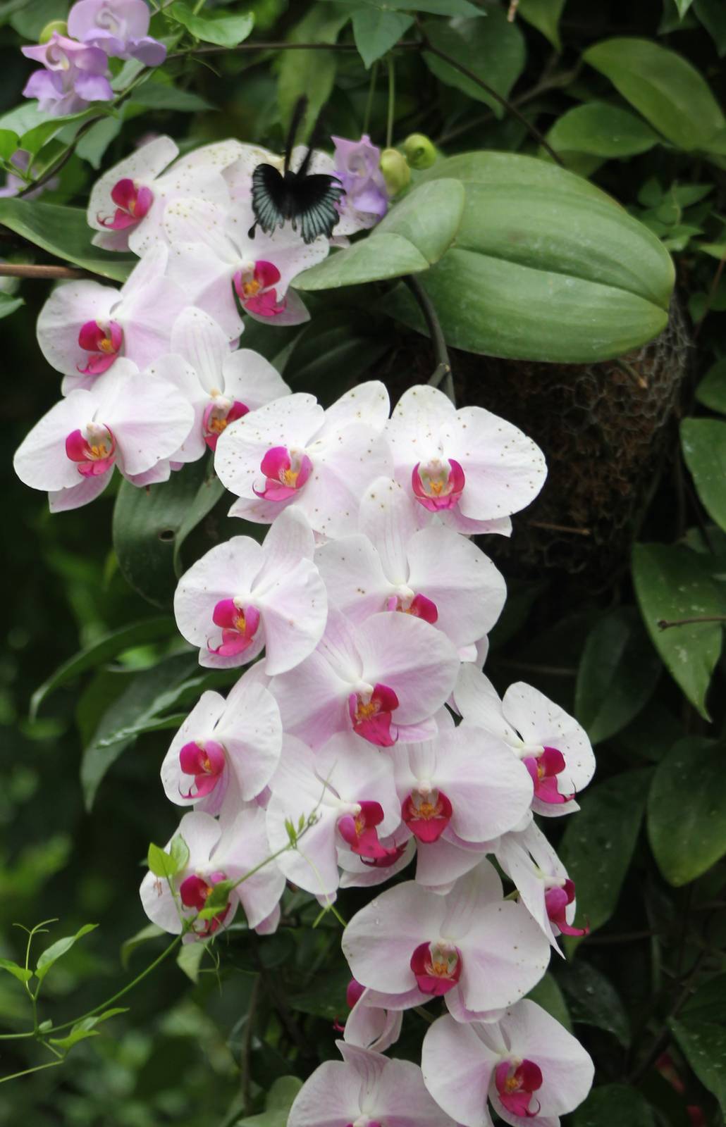 Butterfly on Orchid