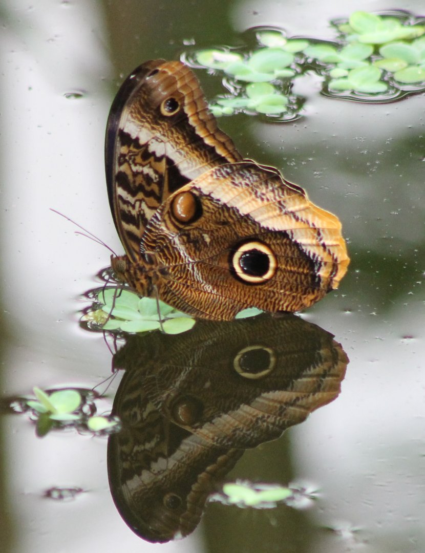 Butterfly on the water