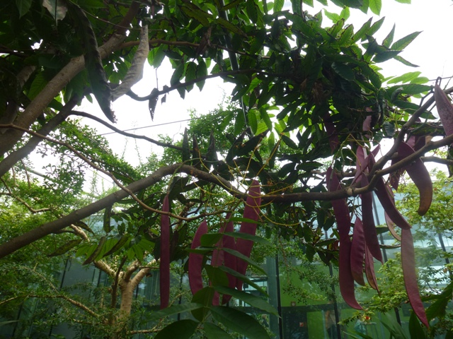 Butterfly Pavilion 23.6.13