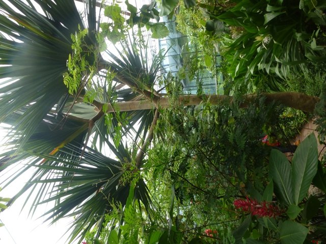 Butterfly Pavilion 23.6.13