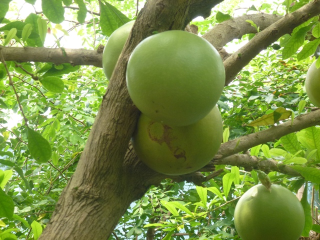 Butterfly Pavilion 23.6.13