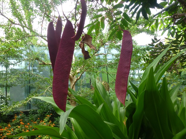 Butterfly Pavilion 23.6.13