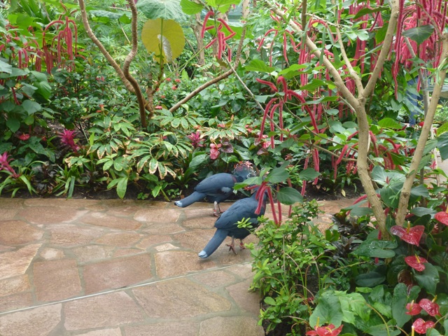 Butterfly Pavilion 23.6.13