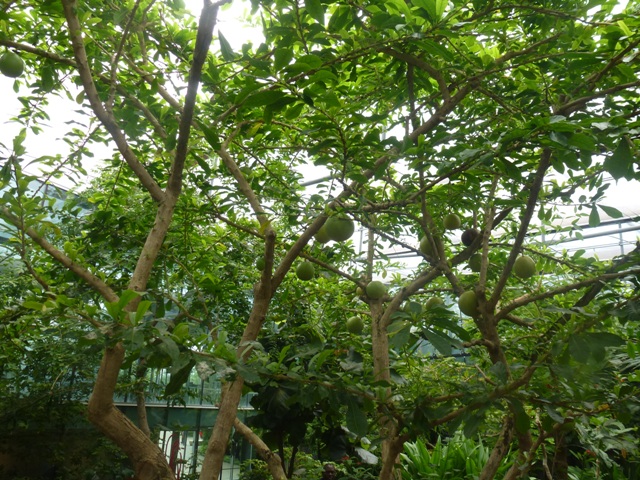 Butterfly Pavilion 23.6.13