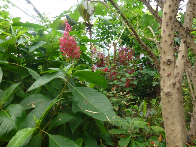 Butterfly Pavilion 23.6.13