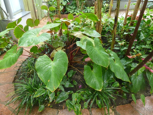 Butterfly Pavilion 23.6.13