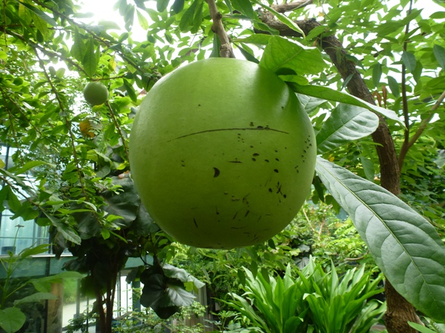 Butterfly Pavilion 27.6.13