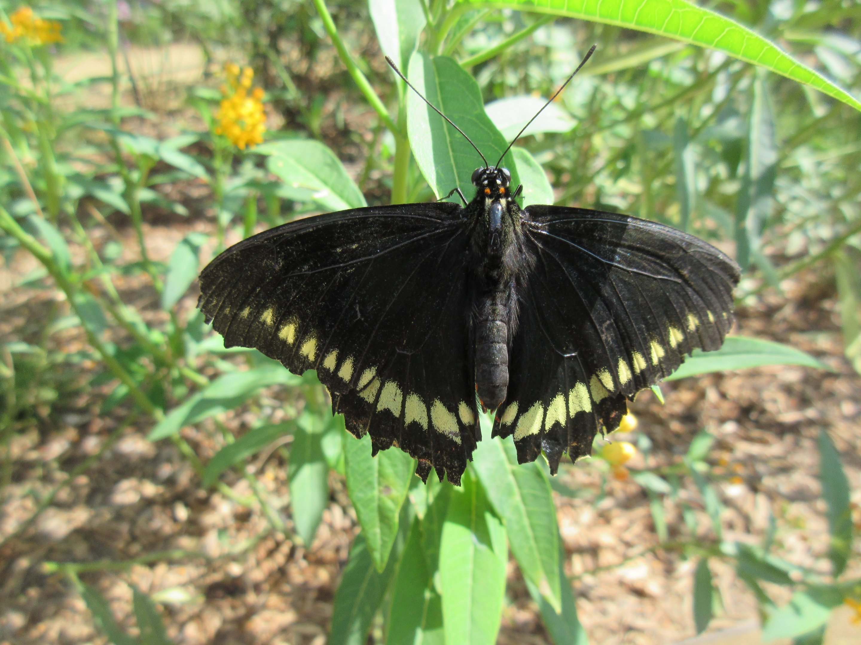 Butterfly Pavilion