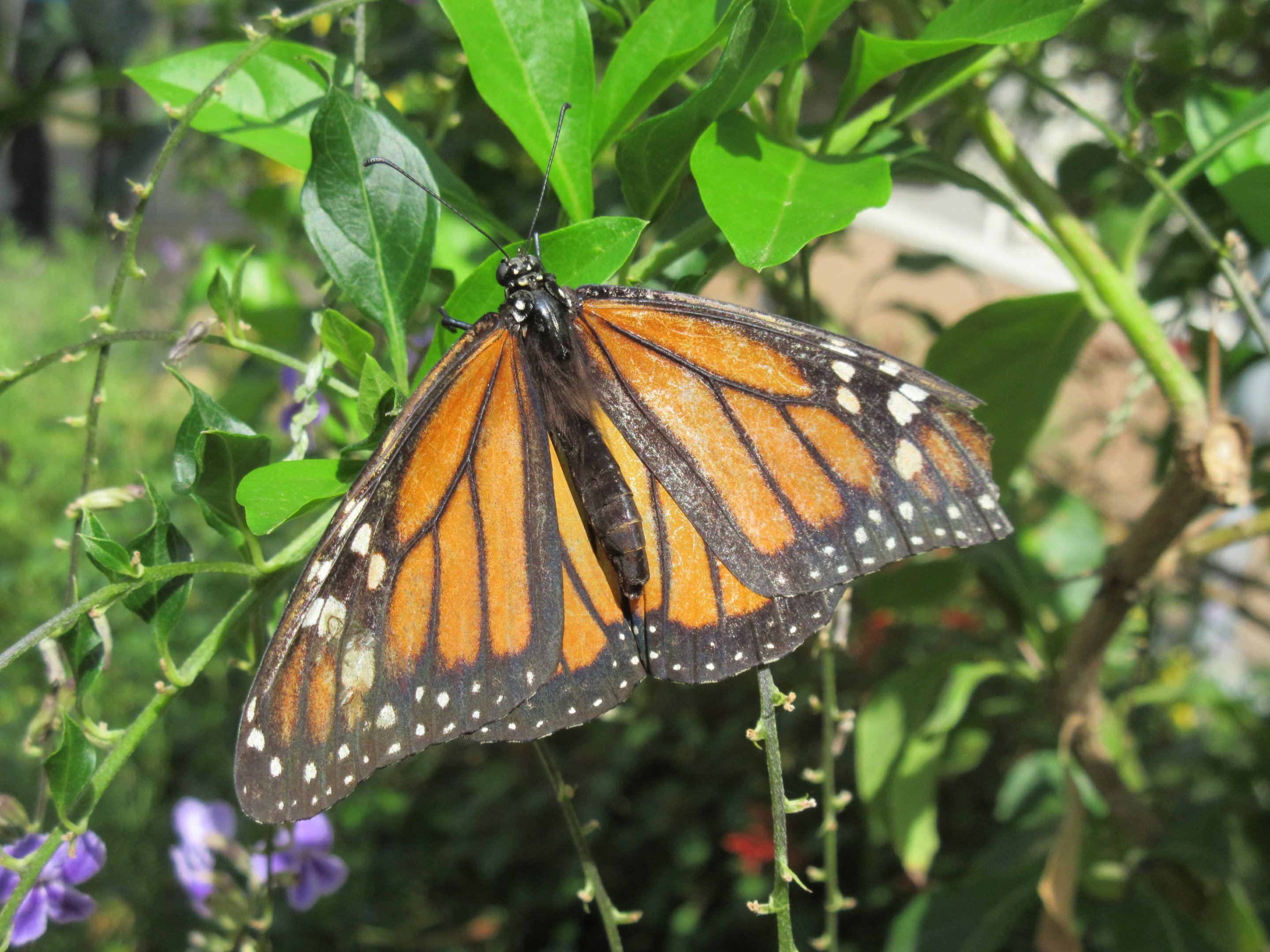 Butterfly Pavilion