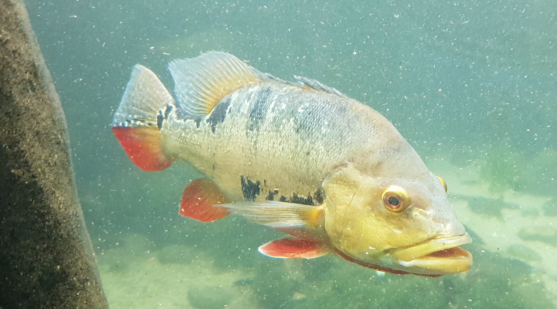 Butterfly peacock bass - Cichla ocellaris