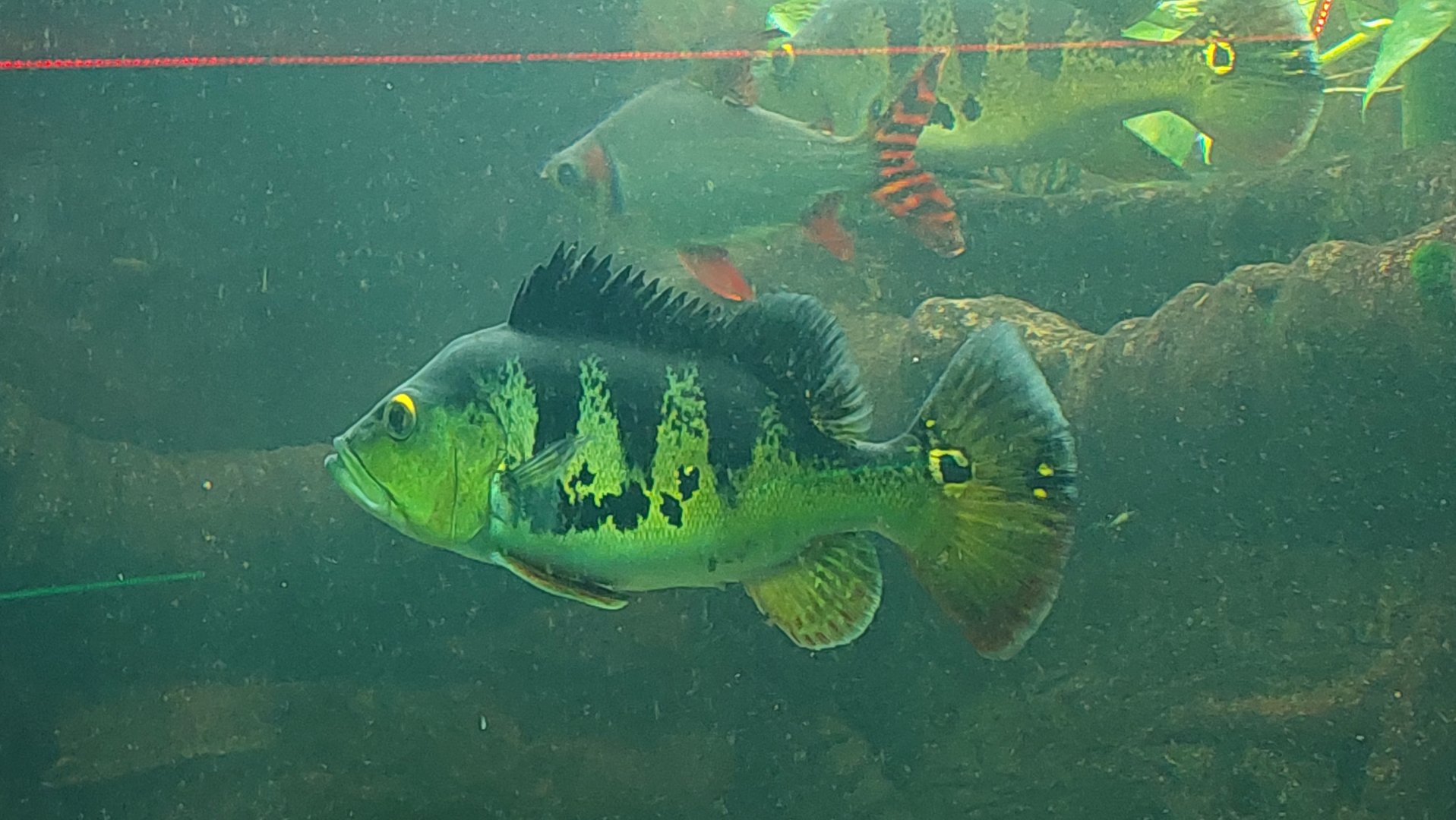 Butterfly Peacock Bass (Cichla ocellaris)