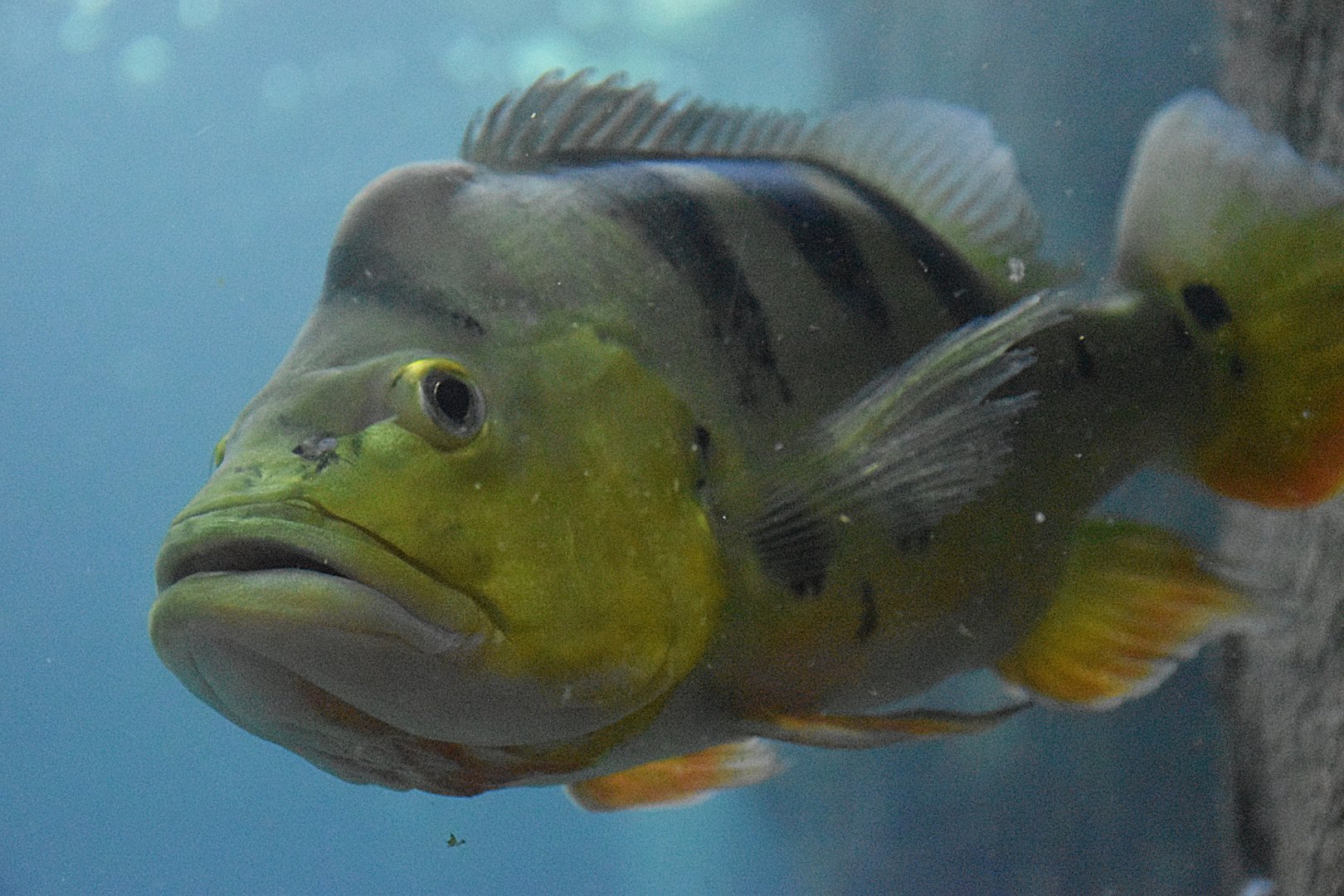Butterfly Peacock Bass (Cichla ocellaris)