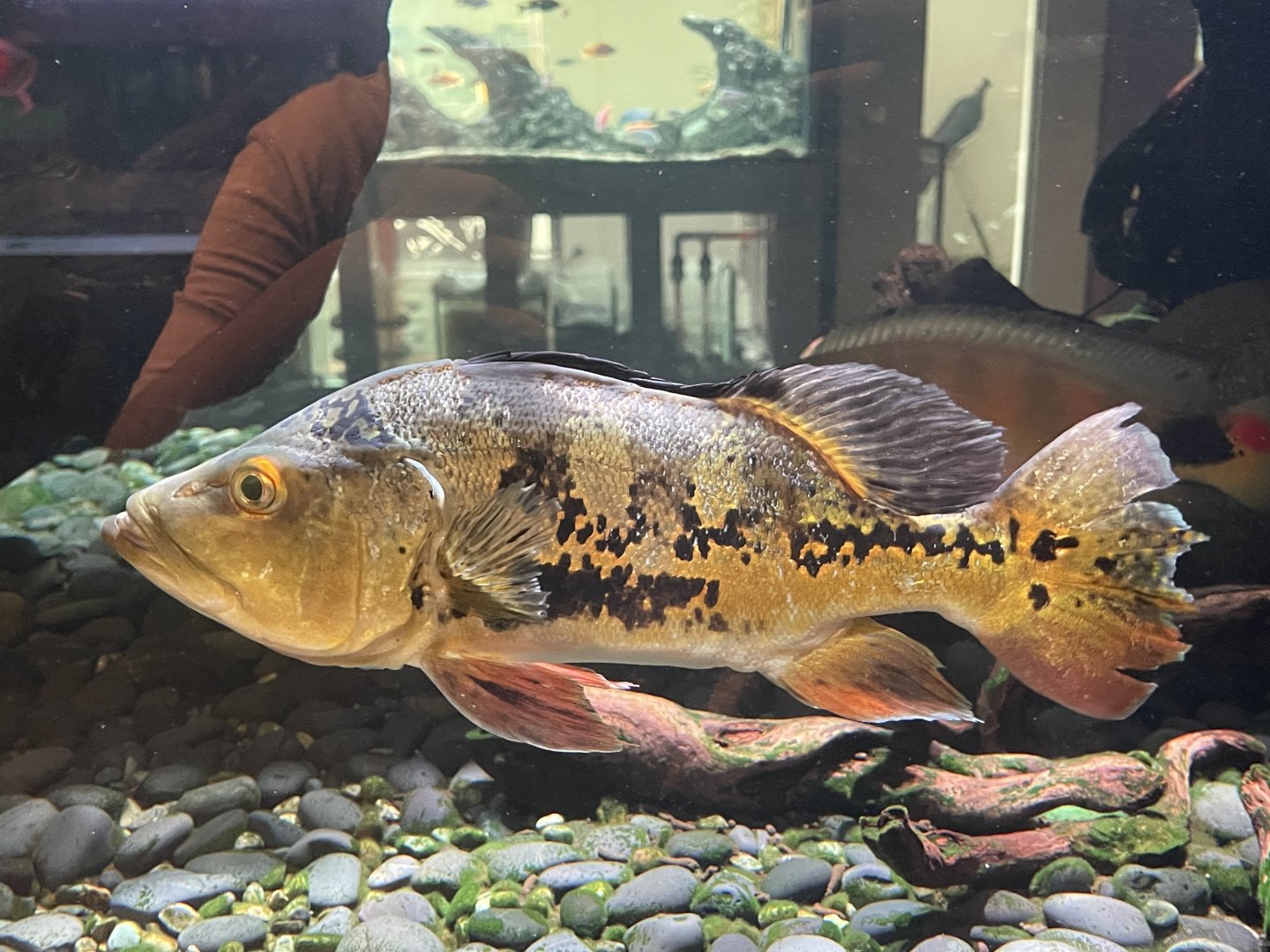butterfly peacock bass (cichla ocellaris)