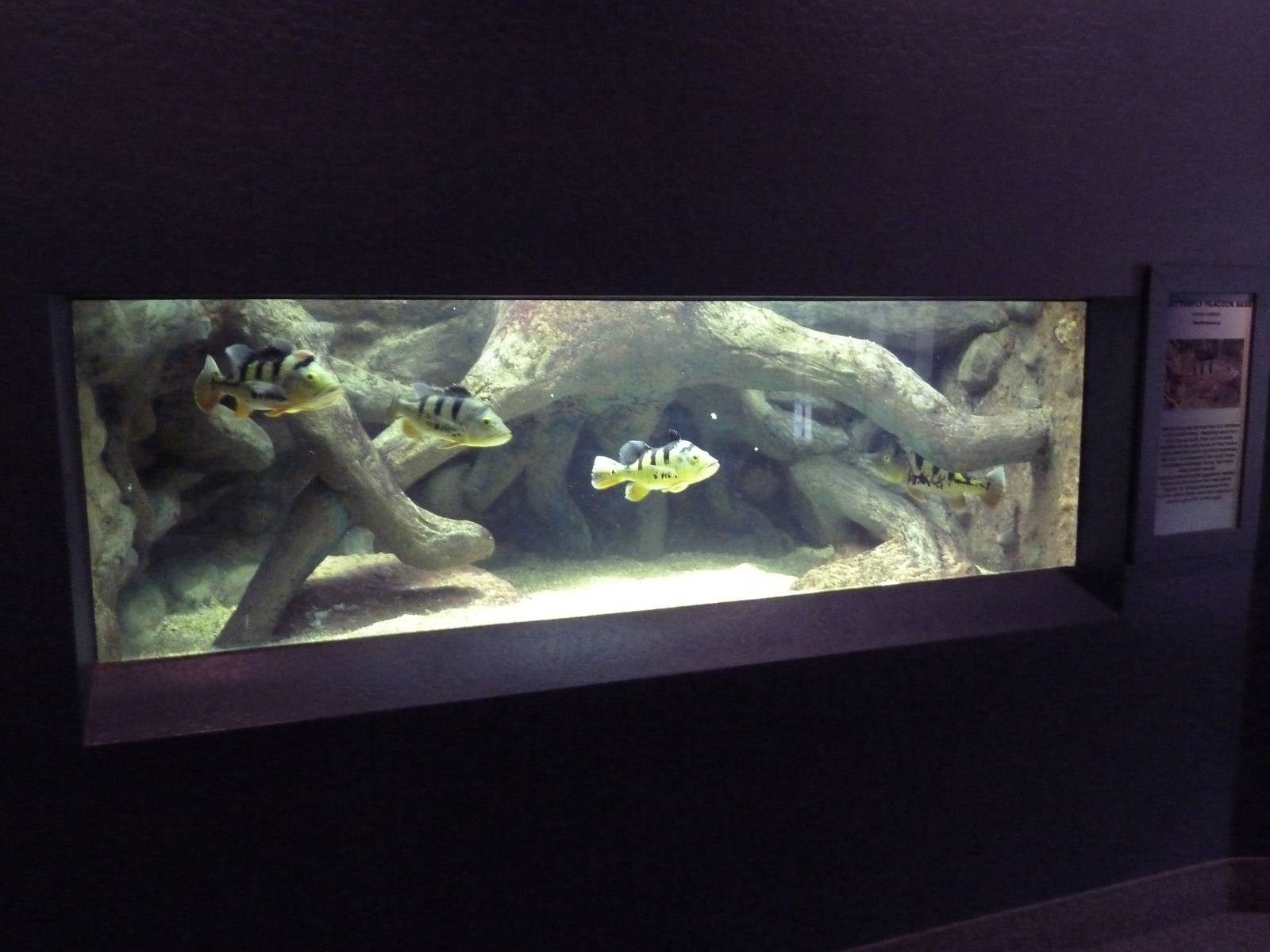 Butterfly Peacock Bass Exhibit