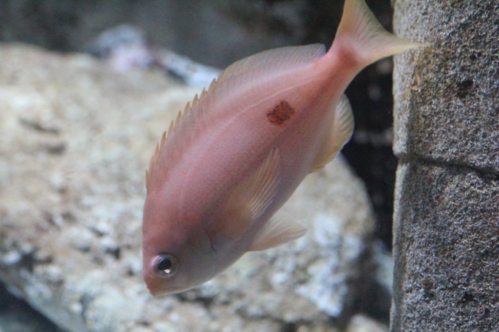 Butterfly Perch (Caesioperca lepidoptera)