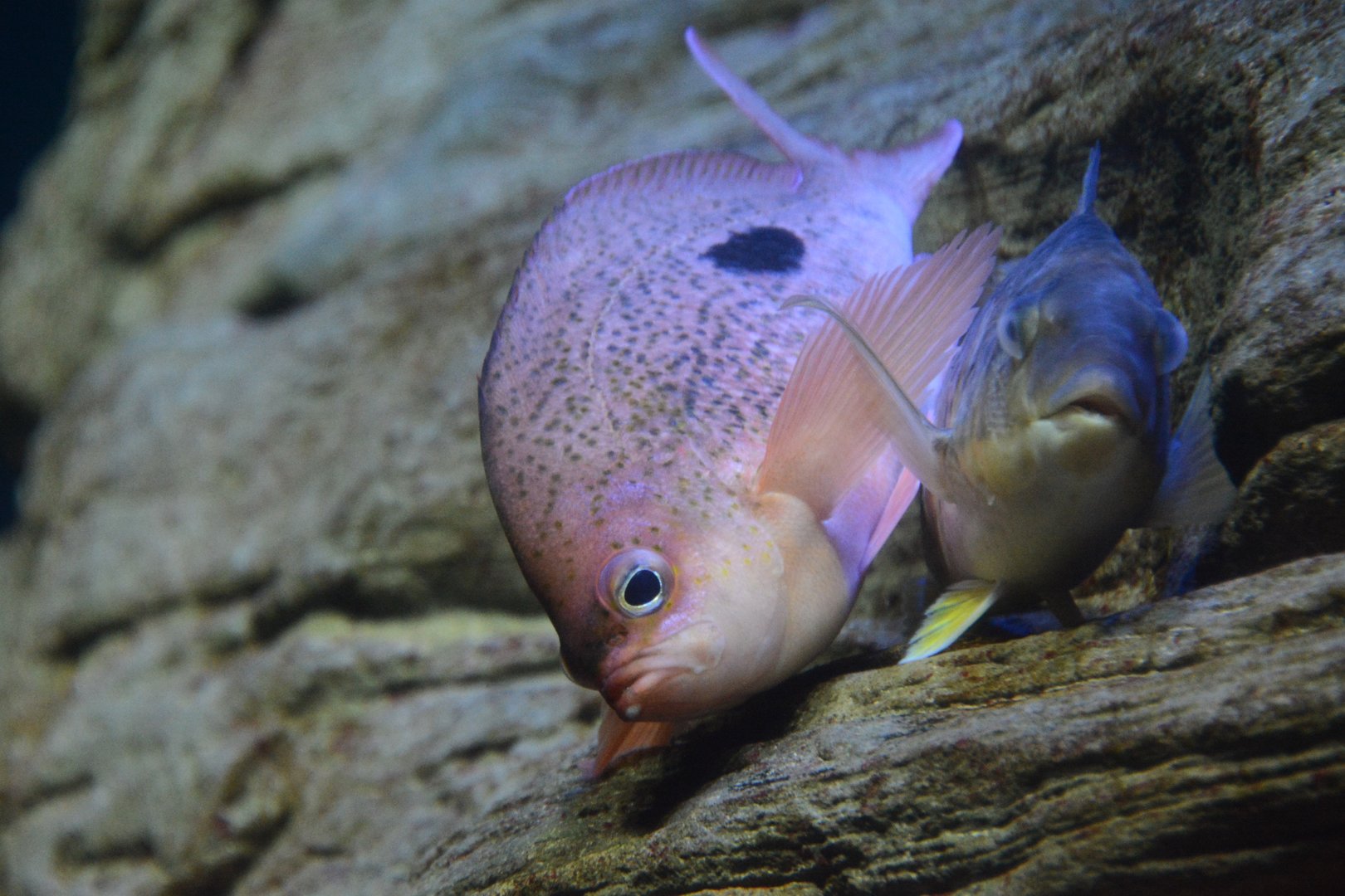 Butterfly perch (Caesioperca lepidoptera)