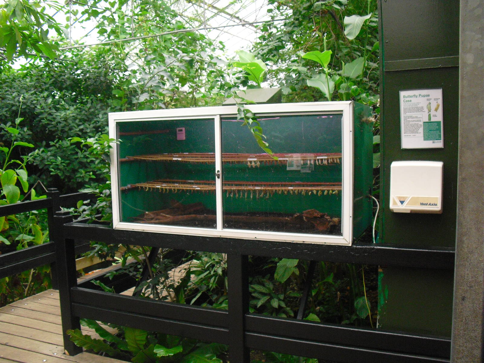 Butterfly Pupae - 12/10/2011