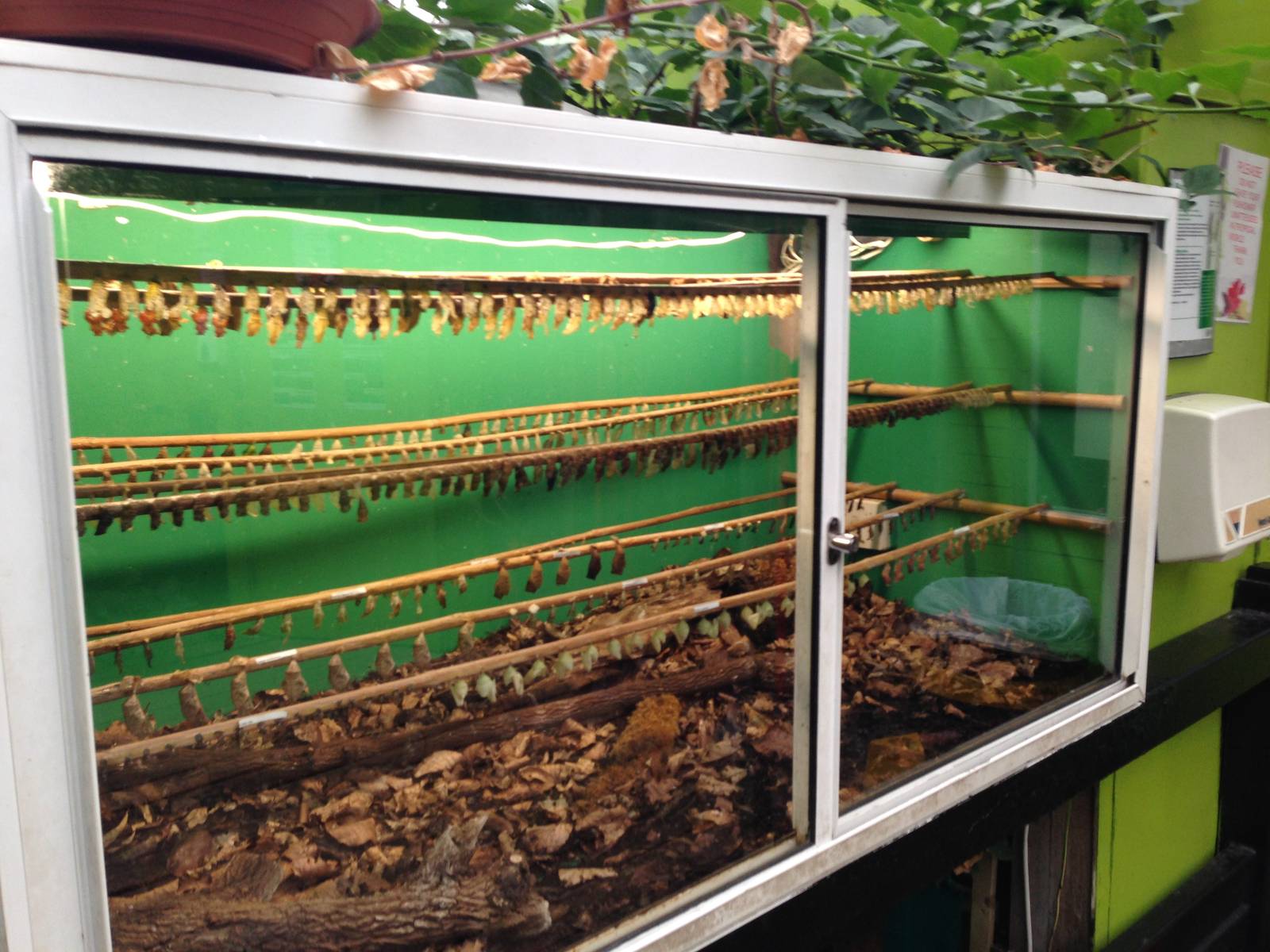 Butterfly Pupae at Tropical World - 02/10/2013