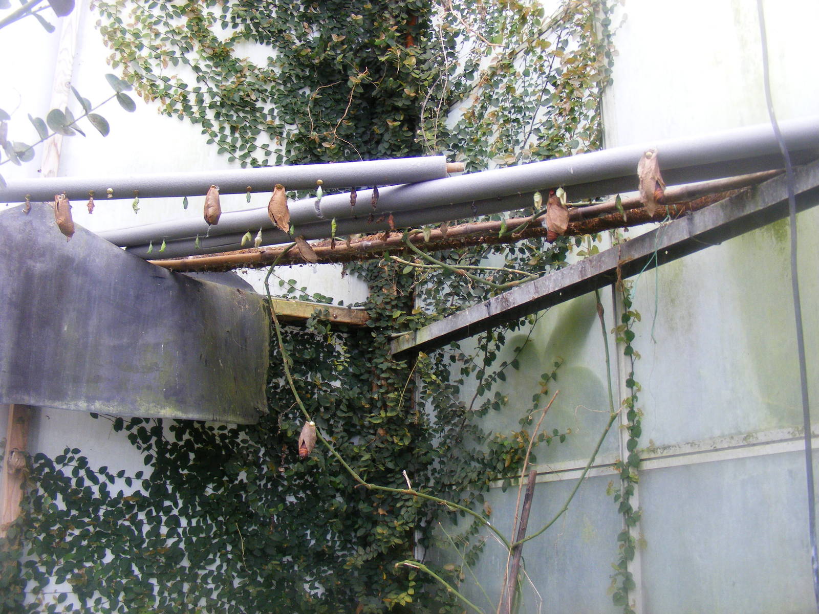 Butterfly pupae at Wingham Wildlife Park, 2 April 2010
