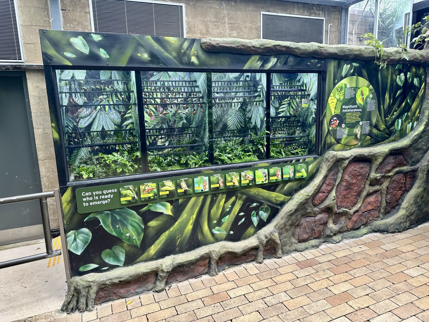 Butterfly Pupae Hatchery