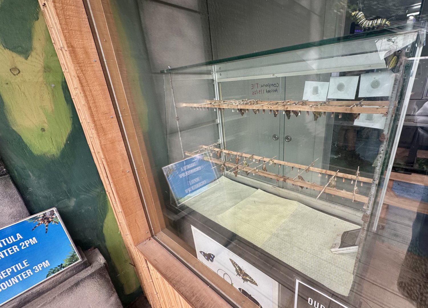 Butterfly Pupae Hatchery