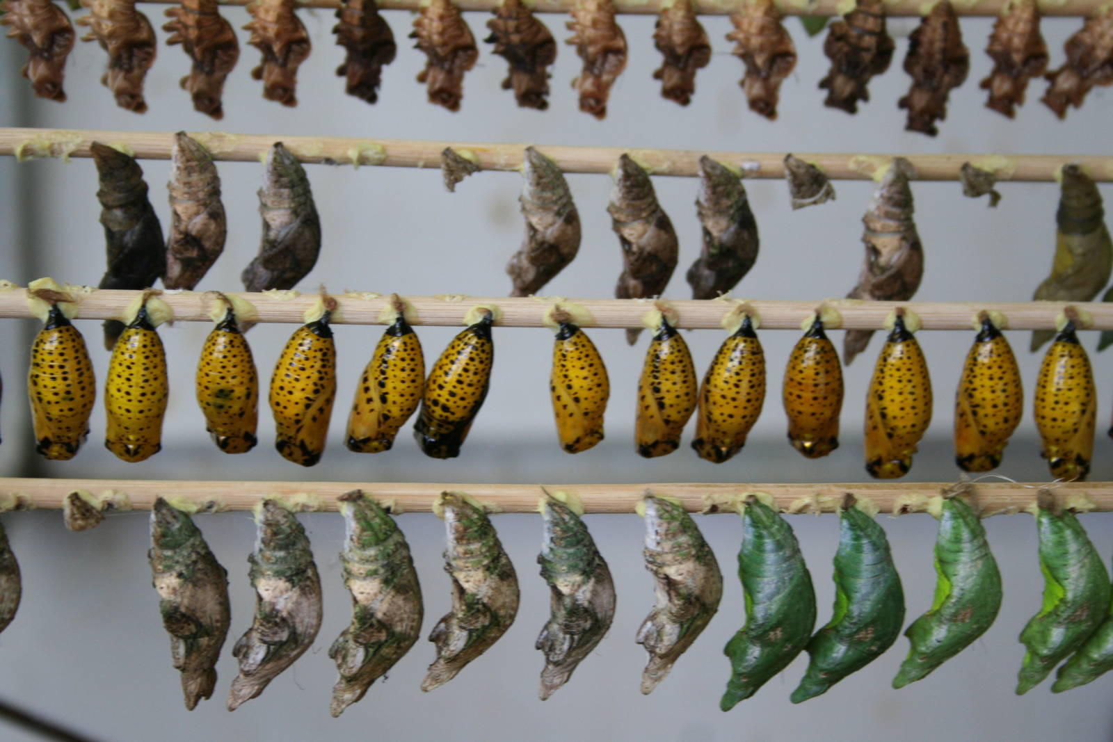 Butterfly pupae - Papillorama 07