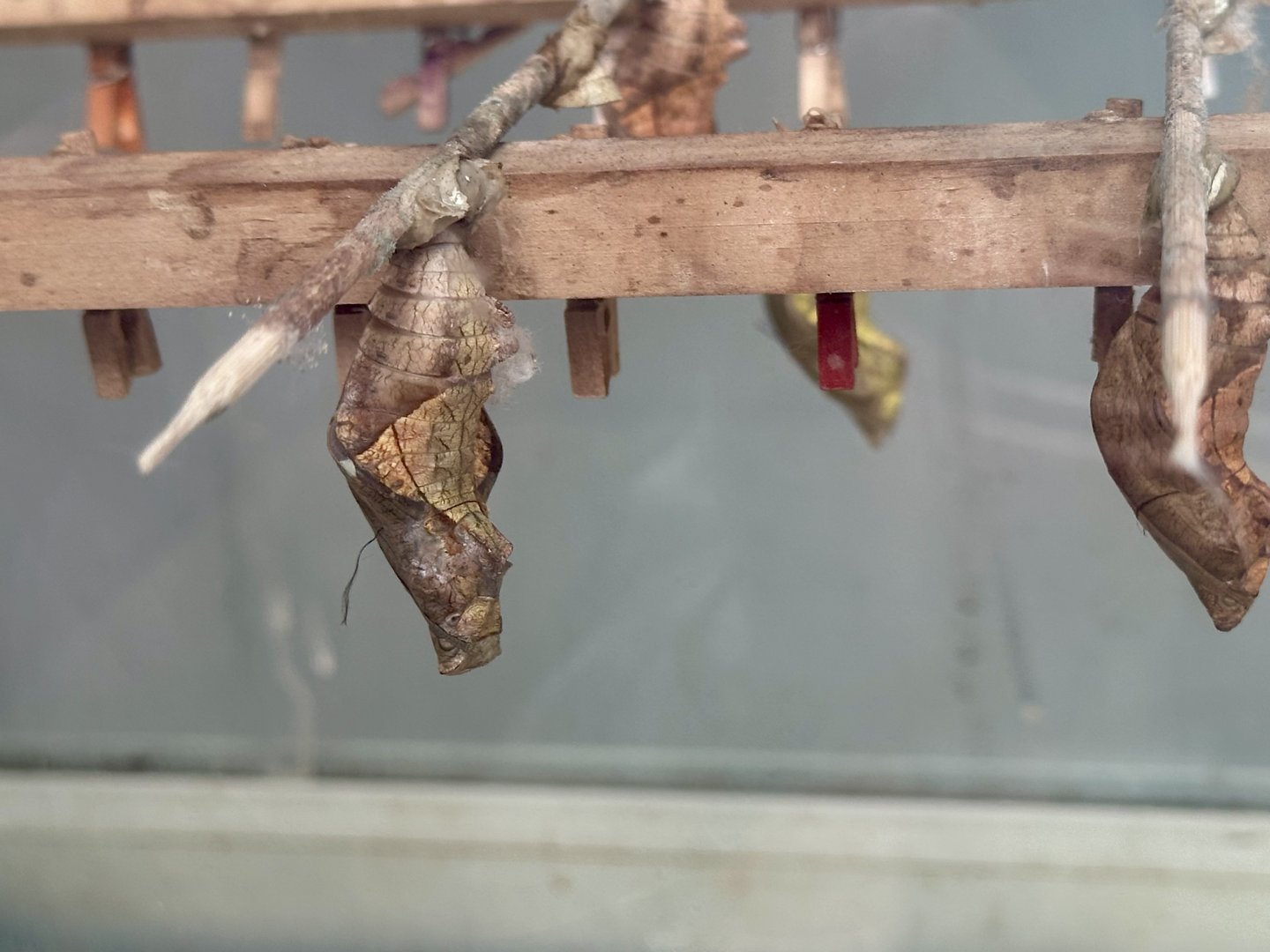 Butterfly Pupae
