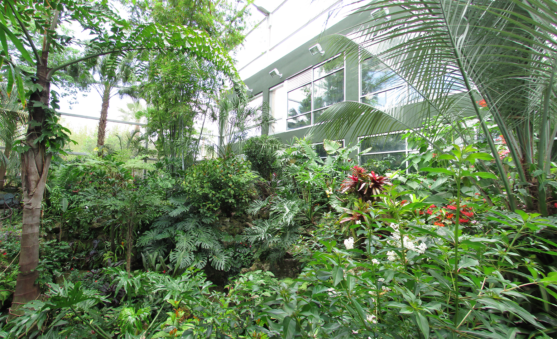 Butterfly Rainforest Panorama 2