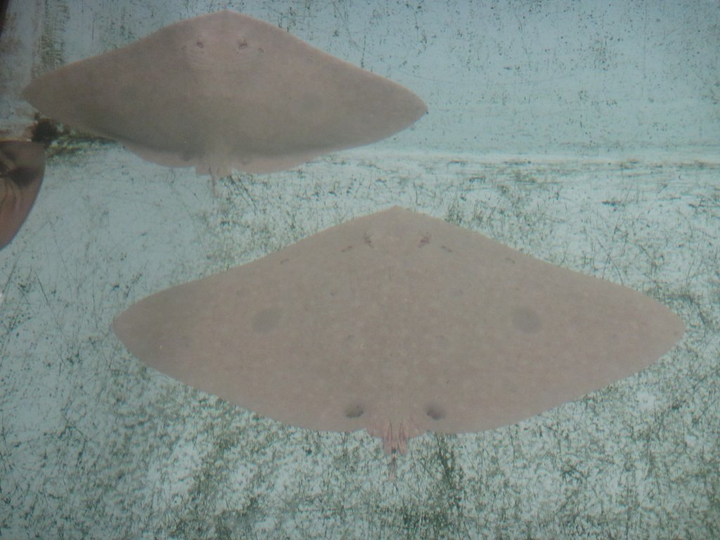 Butterfly Rays