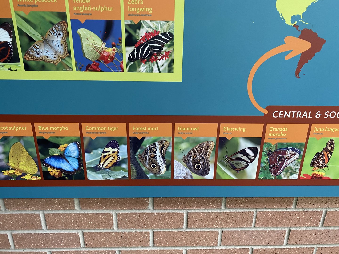 Butterfly Signage - 6/16/2023