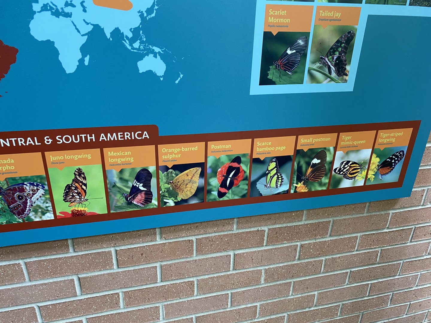 Butterfly Signage - 6/16/2023