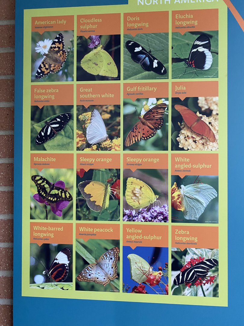 Butterfly Signage - 6/16/2023